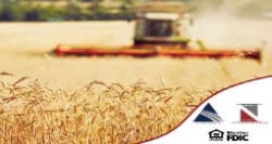 combine in wheat field