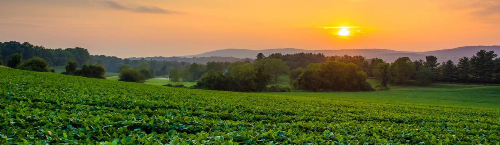 farm sunset